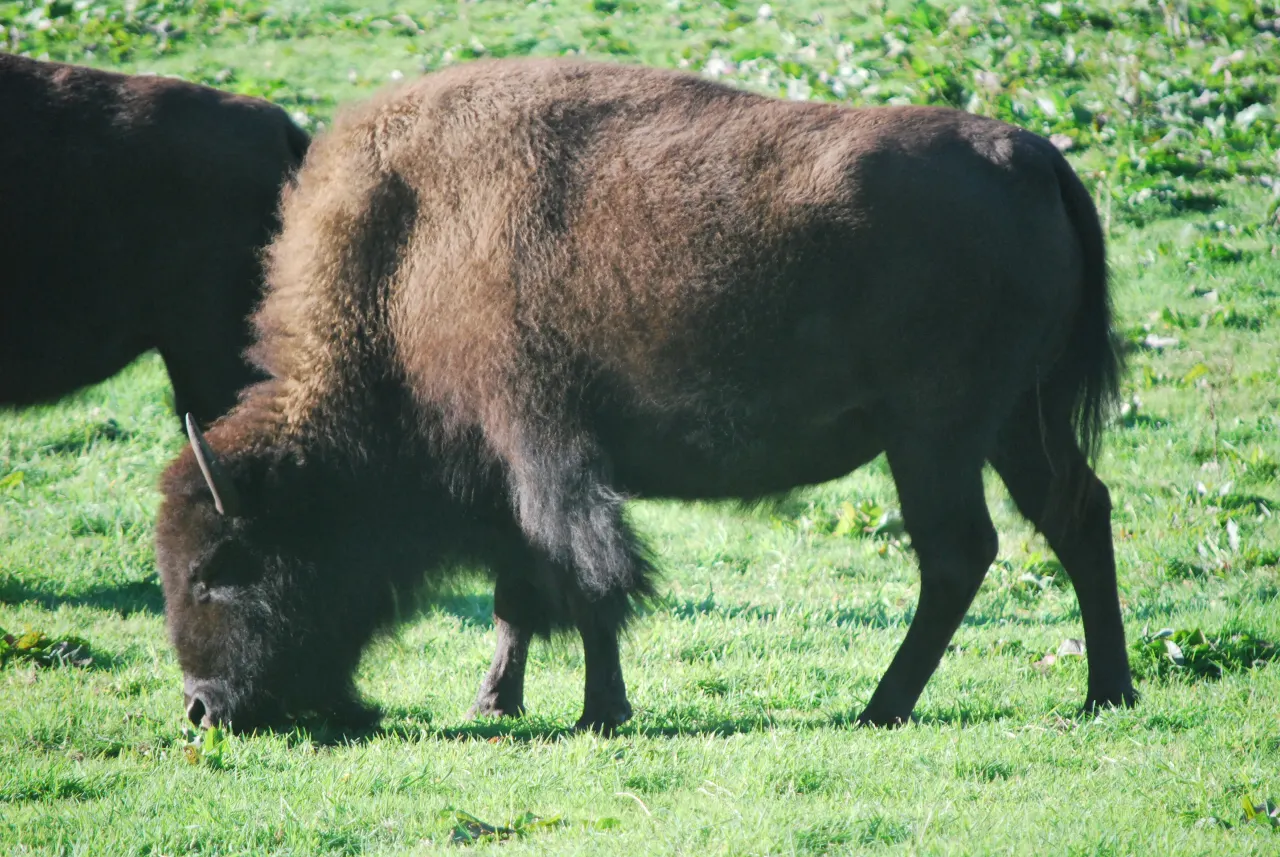 A brown bison grazing on green grass in the Golden Gate Park bison paddock