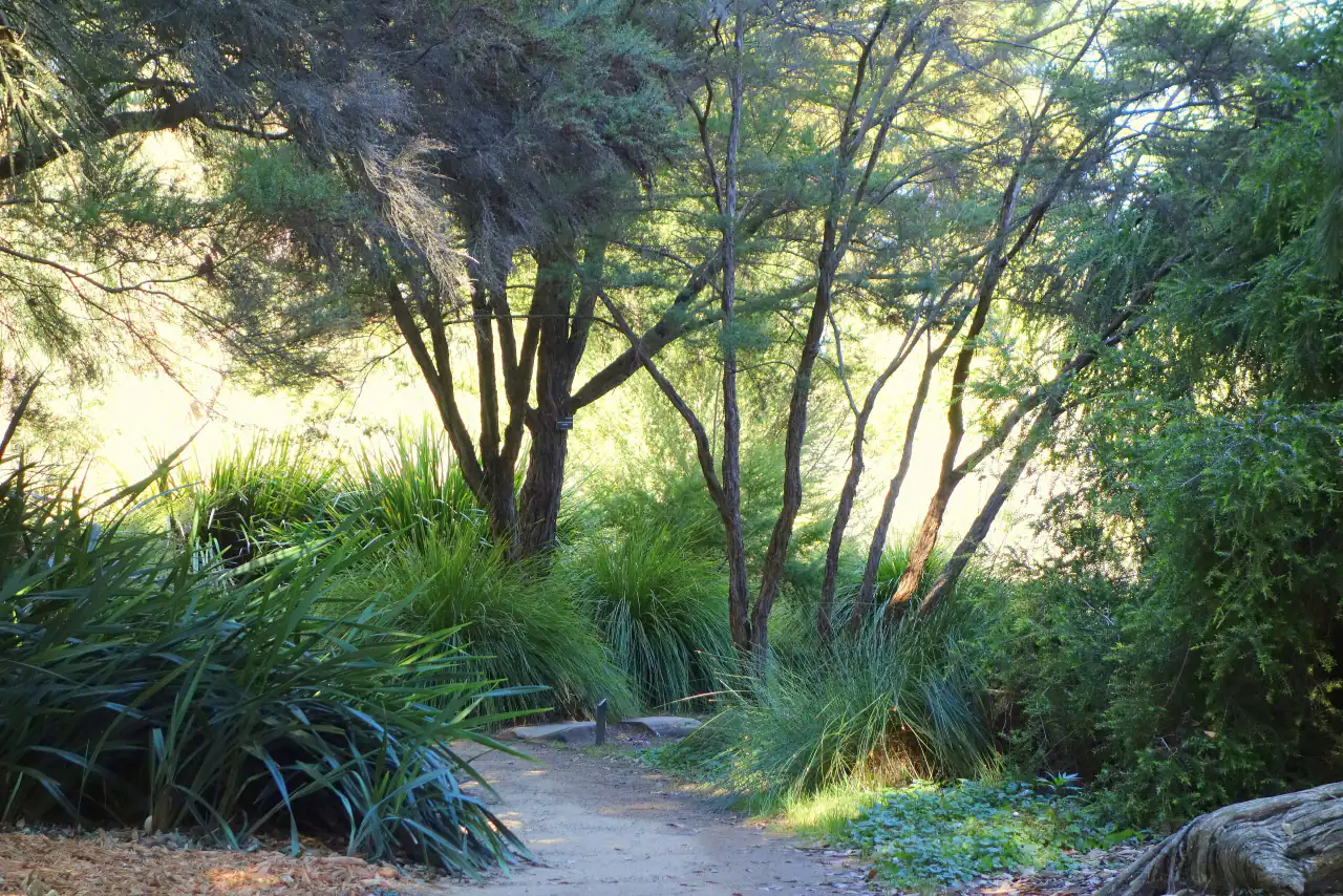 A shaded path winding through trees and ferns in the San Francisco Botanical Garden