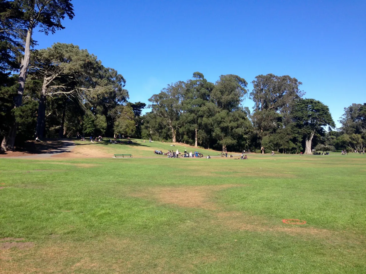 The grassy slope of Hippie Hill under tall trees on a sunny day