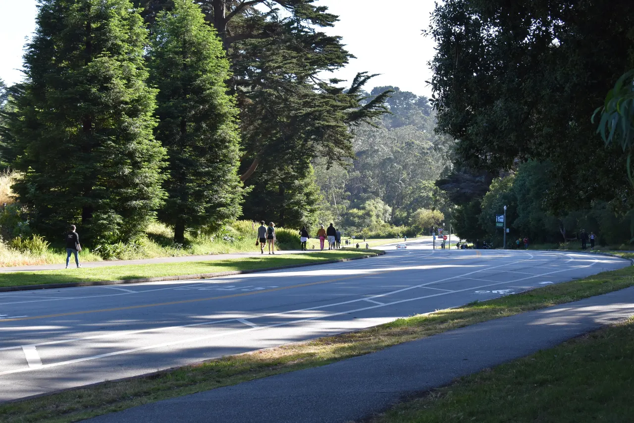 John F. Kennedy Drive curving between eucalyptus and pine trees