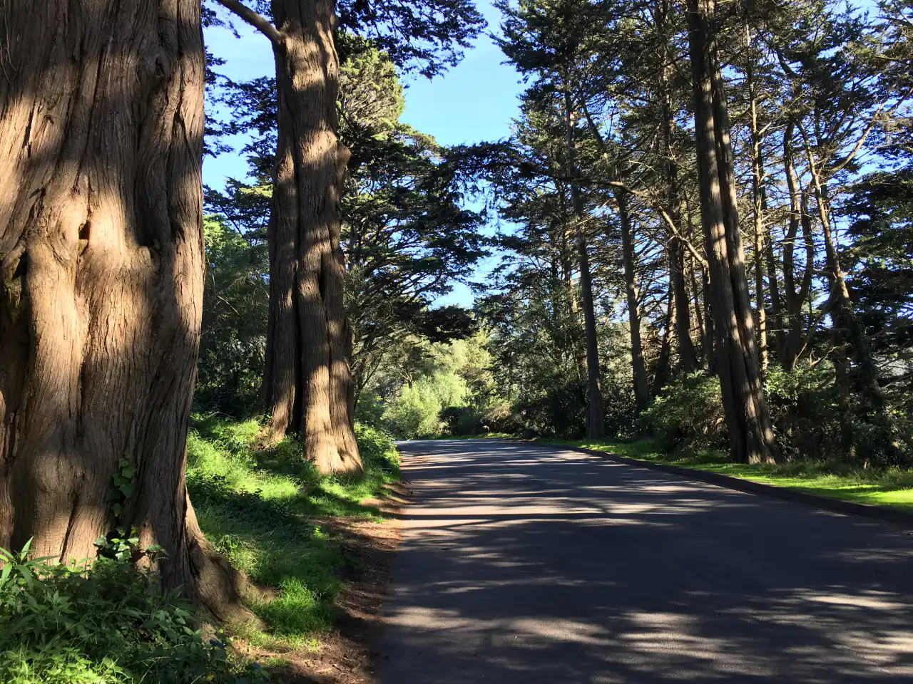 A footpath beneath tall trees and dappled light in Golden Gate Park