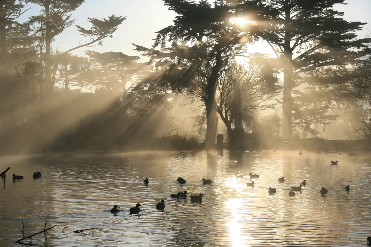 Rays of morning sunlight streaming through fog and trees over a lake in Golden Gate Park