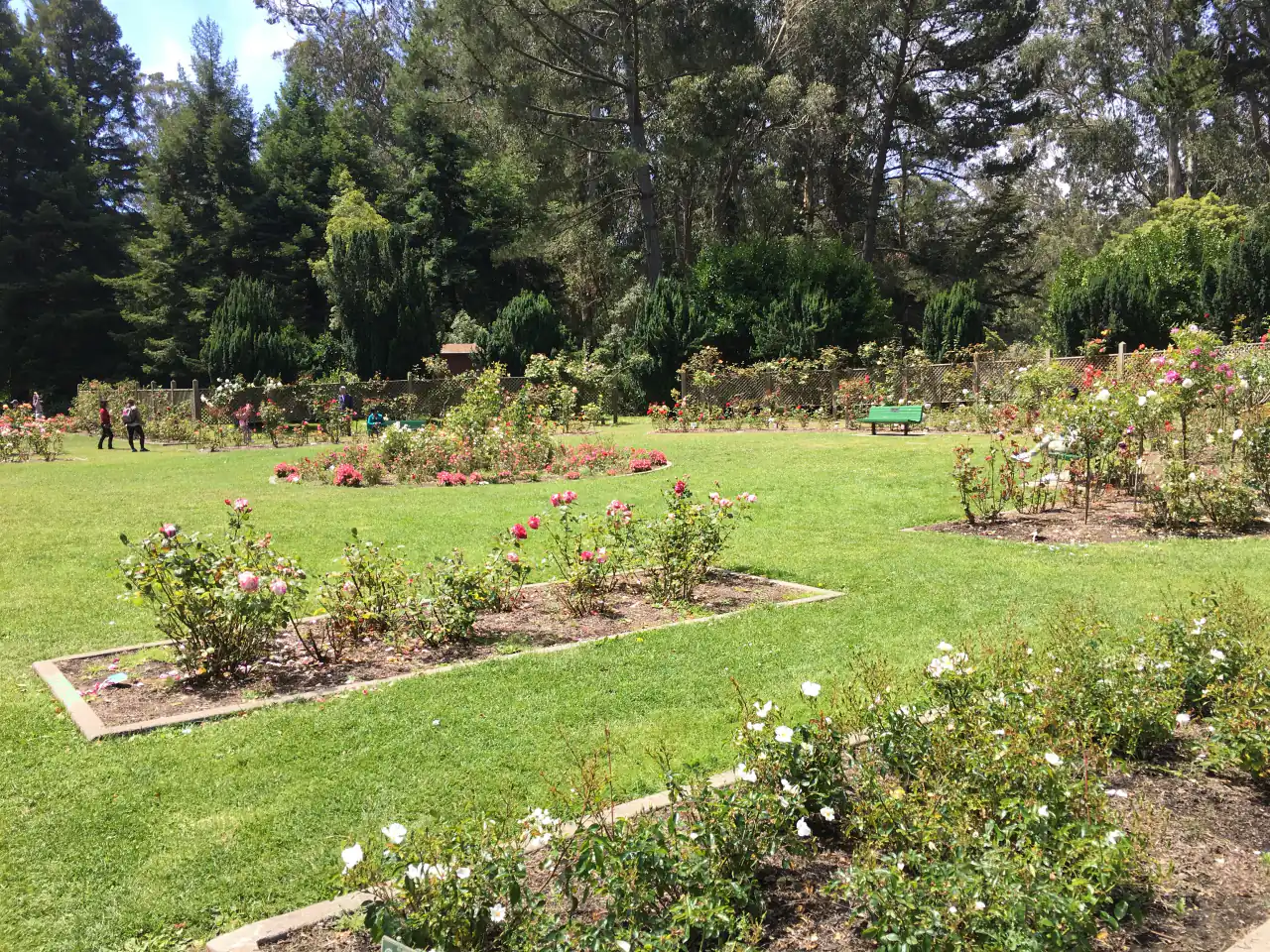 Rows of rose beds on a green lawn edged by trees in the Golden Gate Park Rose Garden