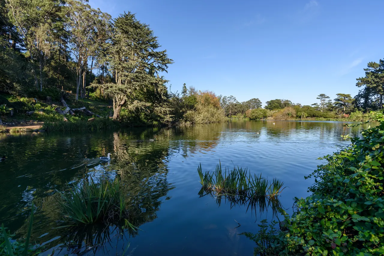 Tall trees and blue sky mirrored in the calm water of Blue Heron Lake