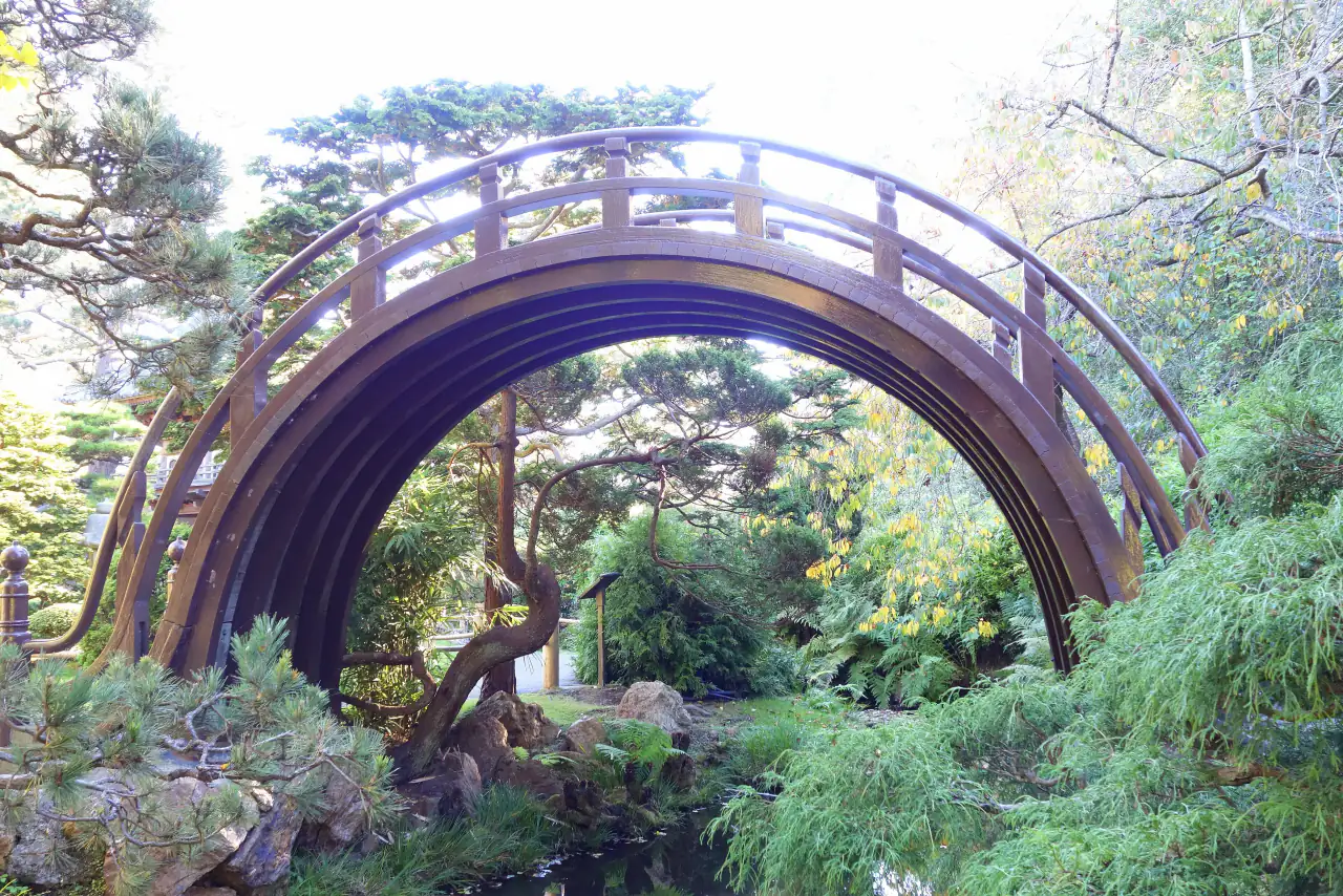 The steep, round wooden drum bridge arching over water in the Japanese Tea Garden