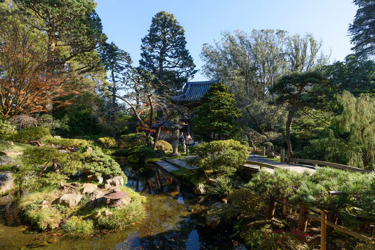 A still pond framed by pines and maples in the Japanese Tea Garden